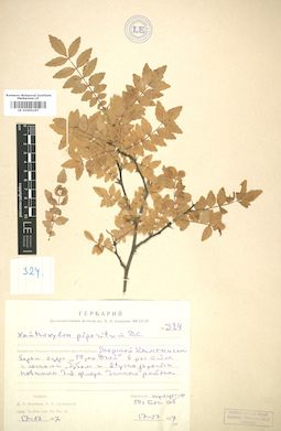 LE 01005197