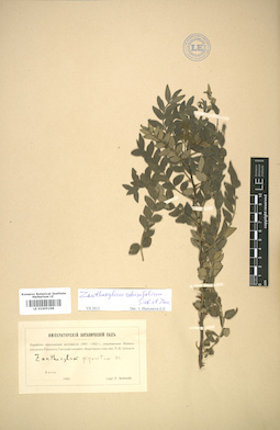 LE 01005198