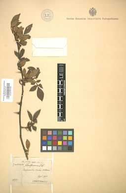 LE 01005199