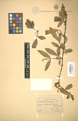 LE 01005200