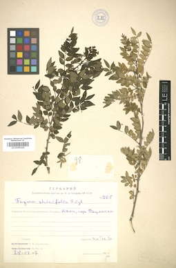 LE 01005202