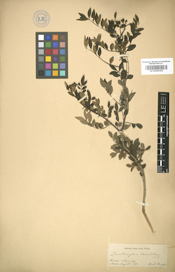 LE 01005203