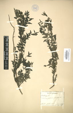 LE 01005204