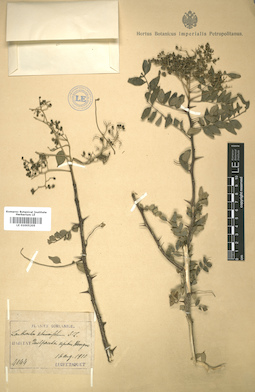 LE 01005205