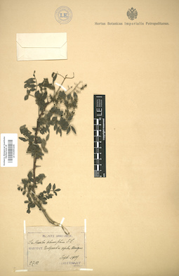 LE 01005206