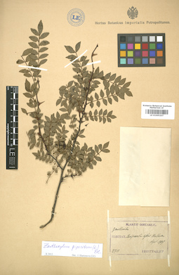 LE 01005207