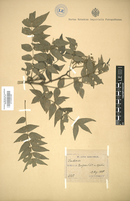 LE 01005208