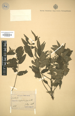 LE 01005209