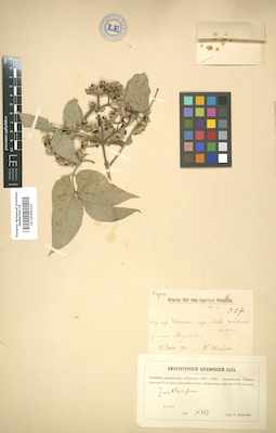 LE 01005210