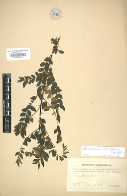 LE 01005211