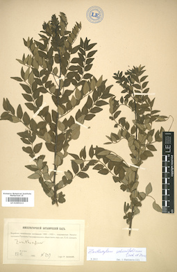 LE 01005213