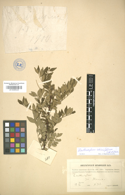 LE 01005215