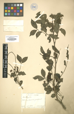 LE 01005216