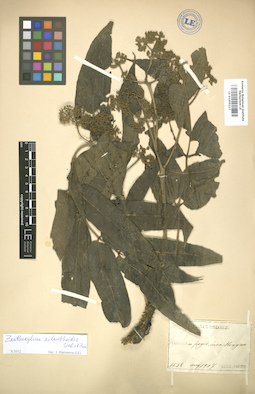 LE 01005217