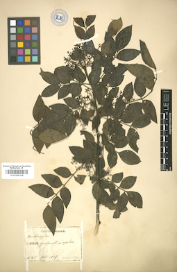 LE 01005218