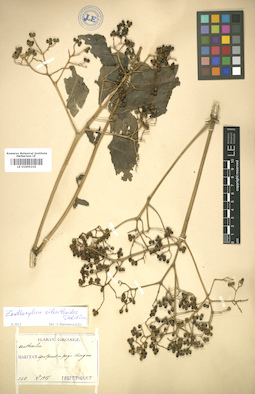 LE 01005219