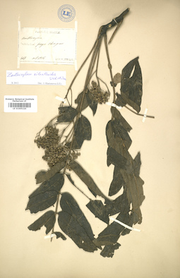 LE 01005220