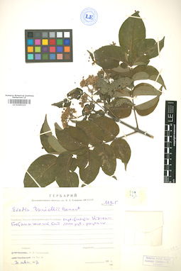 LE 01005223