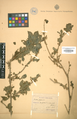 LE 01005226