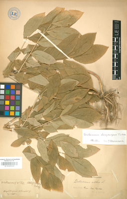 LE 01005230