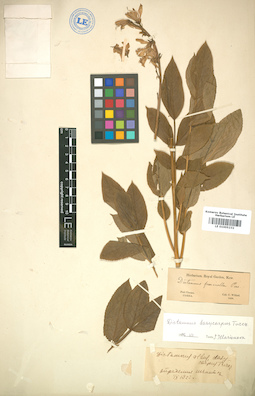 LE 01005232