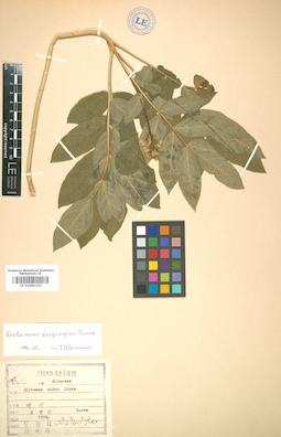LE 01005233