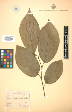 LE 01005238