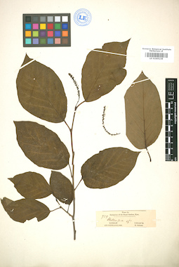 LE 01005239