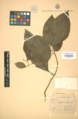 LE 01005240
