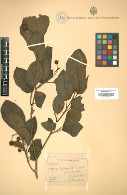 LE 01005241