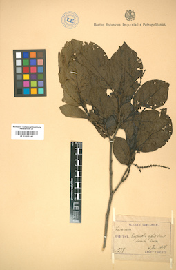 LE 01005242