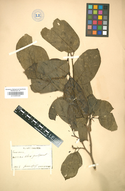 LE 01005244
