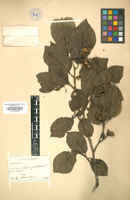 LE 01005245