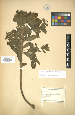 LE 01005260