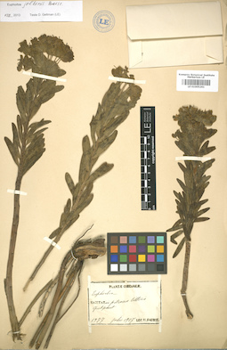 LE 01005261