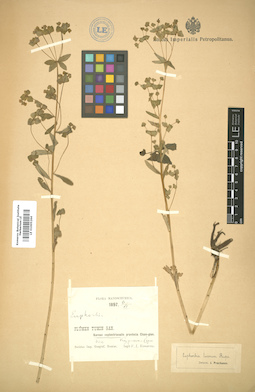 LE 01005264