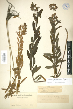 LE 01005267