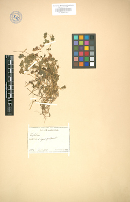 LE 01005283