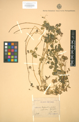 LE 01005284