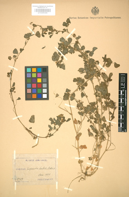 LE 01005286