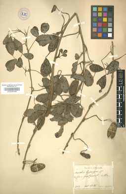 LE 01005306