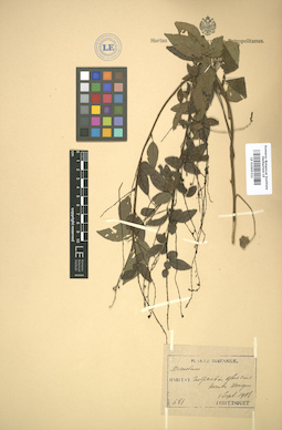 LE 01005321