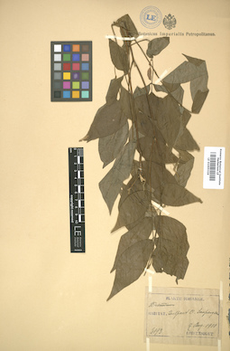 LE 01005324