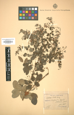 LE 01005332