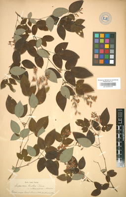 LE 01005335
