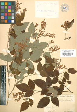 LE 01005336