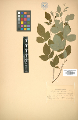LE 01005337