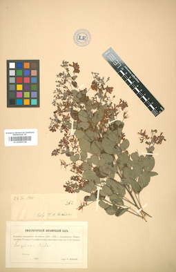 LE 01005339