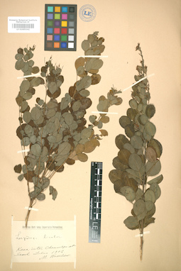 LE 01005342