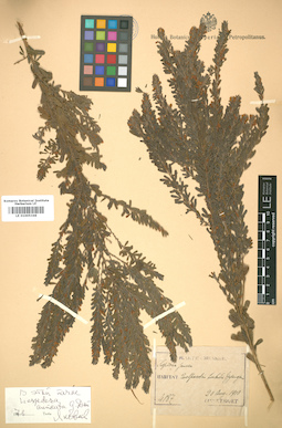 LE 01005346